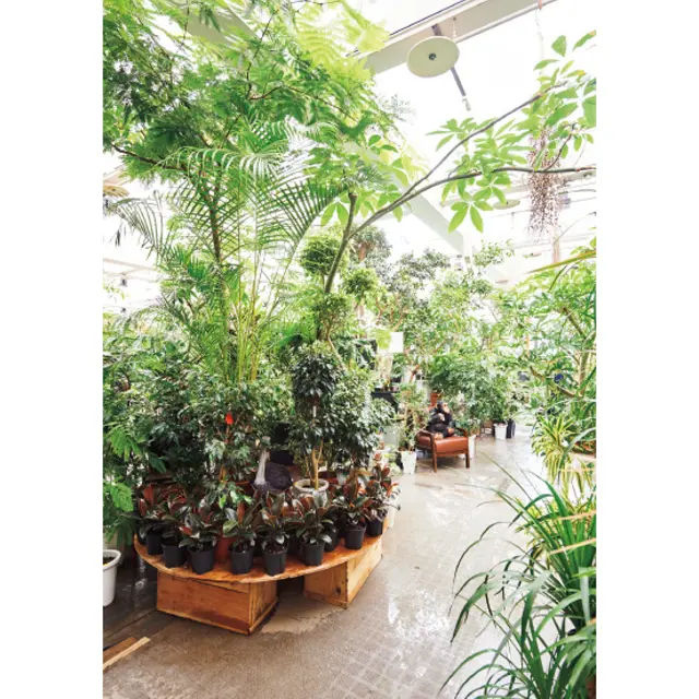 人気の観葉植物はウンベラータ、エバーフレッシュ、フィカスアルテシマ