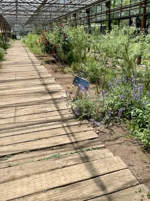 ハーブガーデンへいってきました～の画像_5