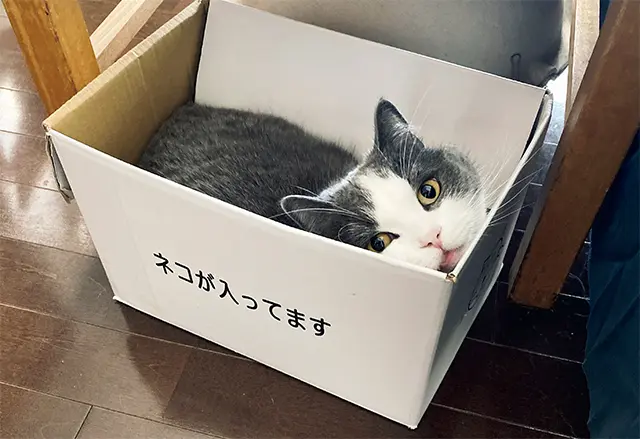 猫好きが集うイベントの ために作成した段ボールにぴたりと収納。 少し狭いぐらいの箱が好み