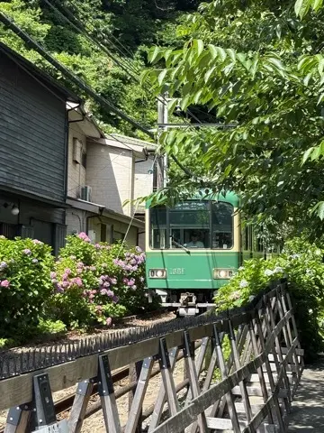 鎌倉紫陽花と続・続・最後から二番目の恋ロの画像_8