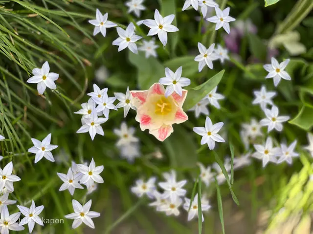 【さかぽんの冒険】ガーデンネックレス❤️の画像_4