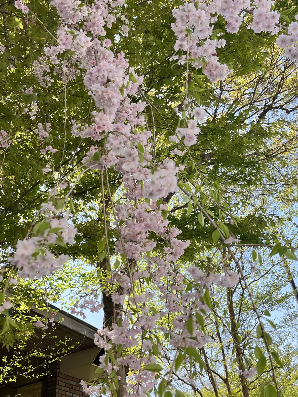 アウトレットから予定変更！GWは軽井沢への画像_8