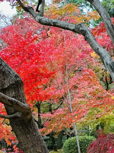 秋の京都巡り♡紅葉の永観堂（禅林寺）〜 の画像_23