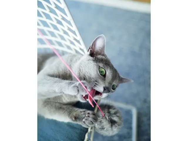 おみやげのお もちゃはなぜかゴム部分がお気に入り