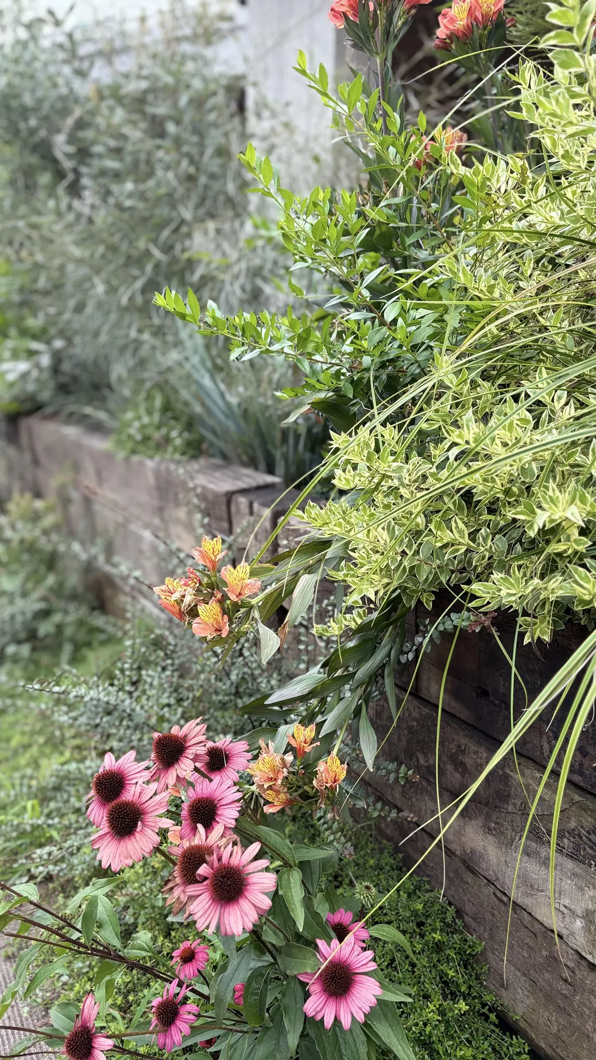 １番近いハワイレストラン＊コナズ珈琲へ（の画像_1