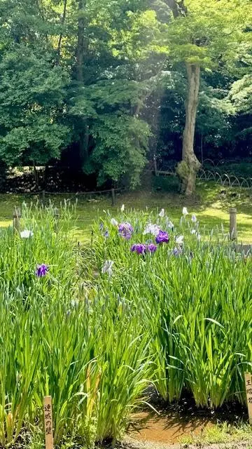 明治神宮の菖蒲田