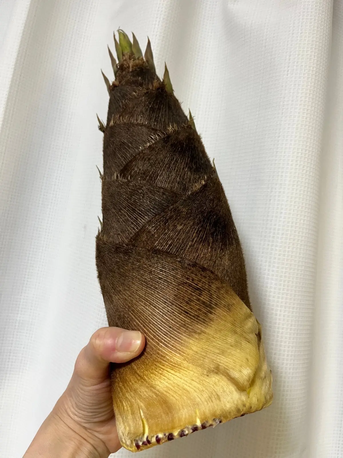 立派な旬の筍も購入！