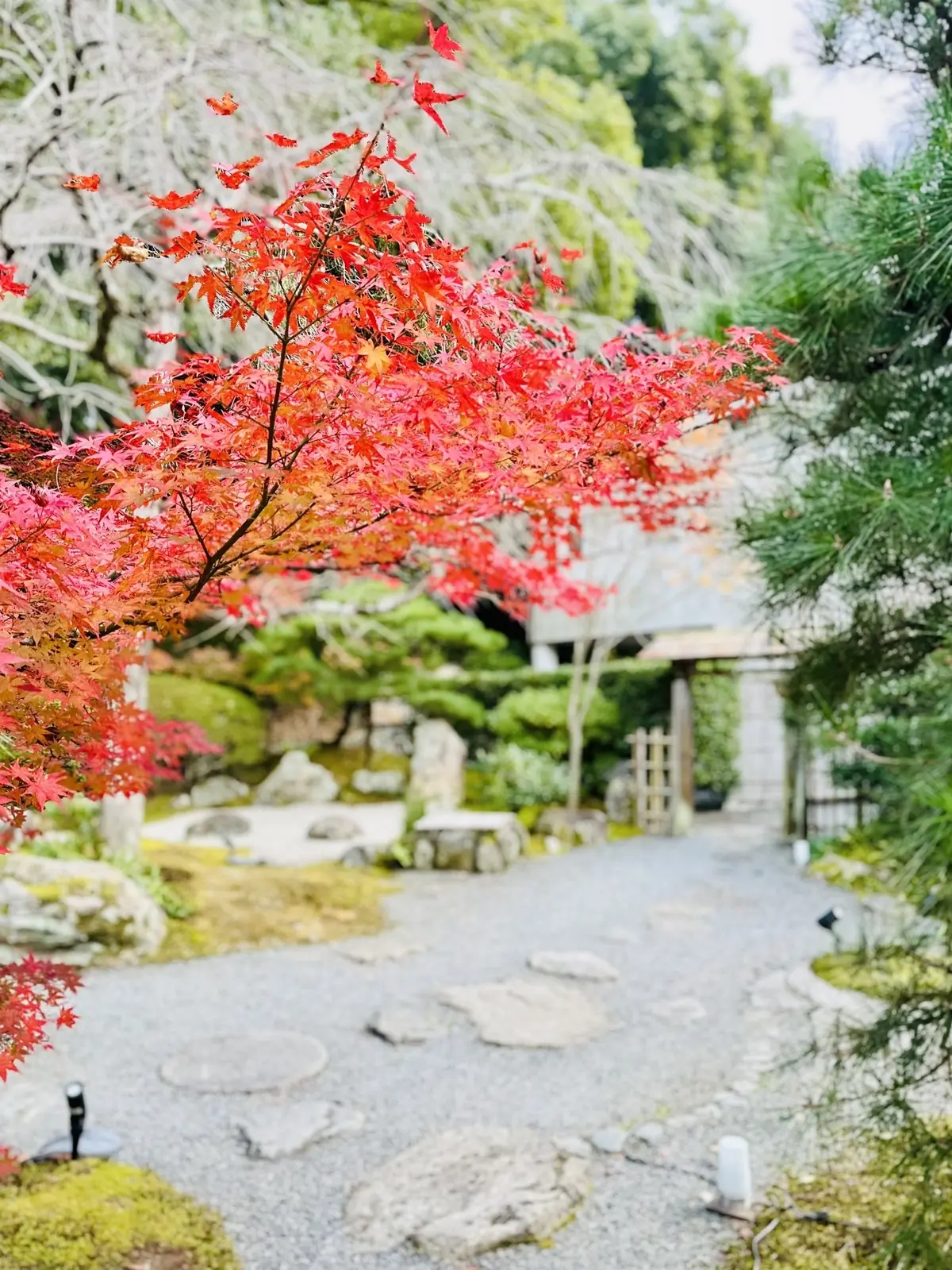 ずっと眺めていたくなる♡美しい京都紅葉2の画像_14