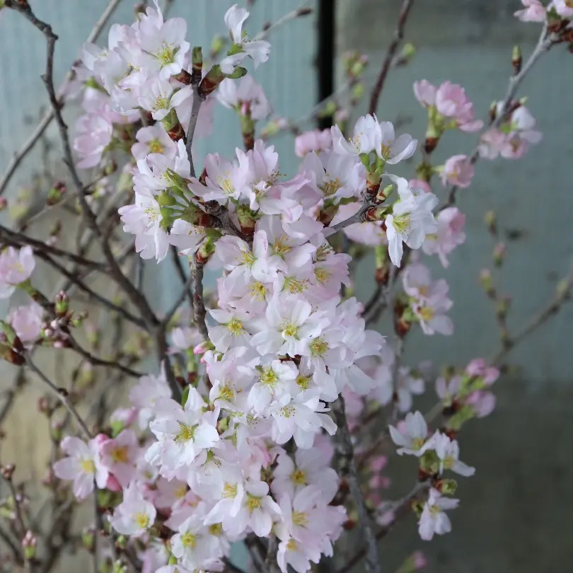 東海桜