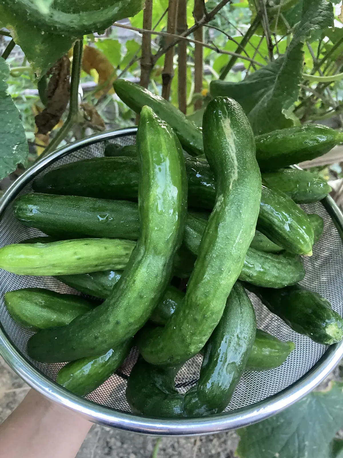 家庭菜園で採れた朝採りきゅうりでキューちの画像_2