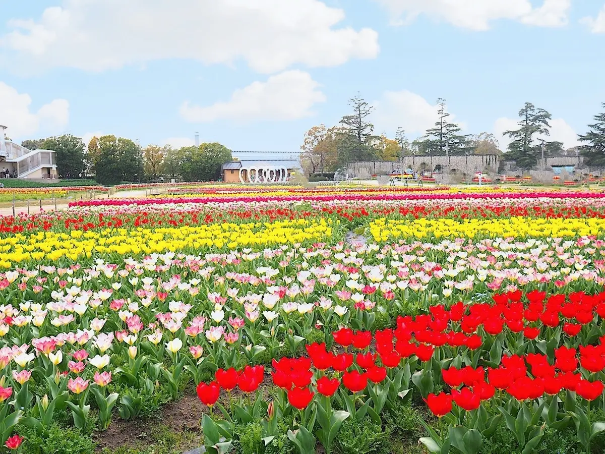 なばなの里内にある国内最大級の花園「花ひろば」。1