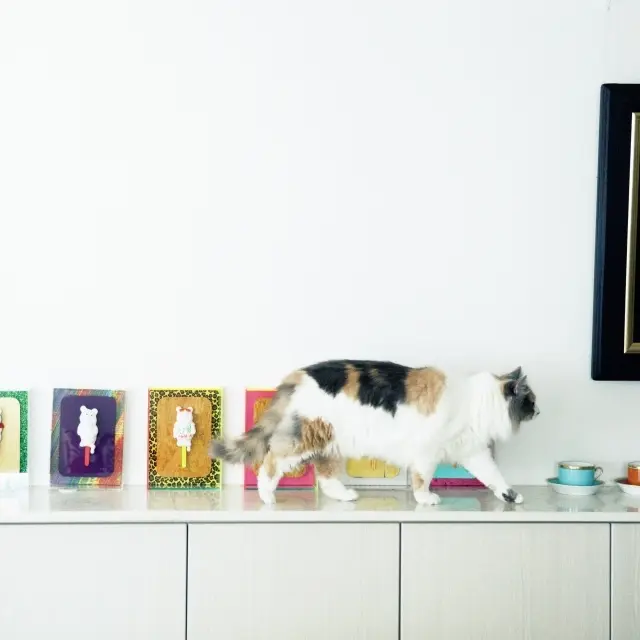 リビングのテーブルやアーが並ぶ飾り棚の上を縦横無尽に歩きまわるニコ。