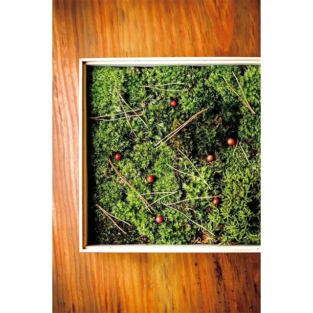 冬の間、苔が傷まないように庭に松葉を敷きつめる敷松葉をイメージ。