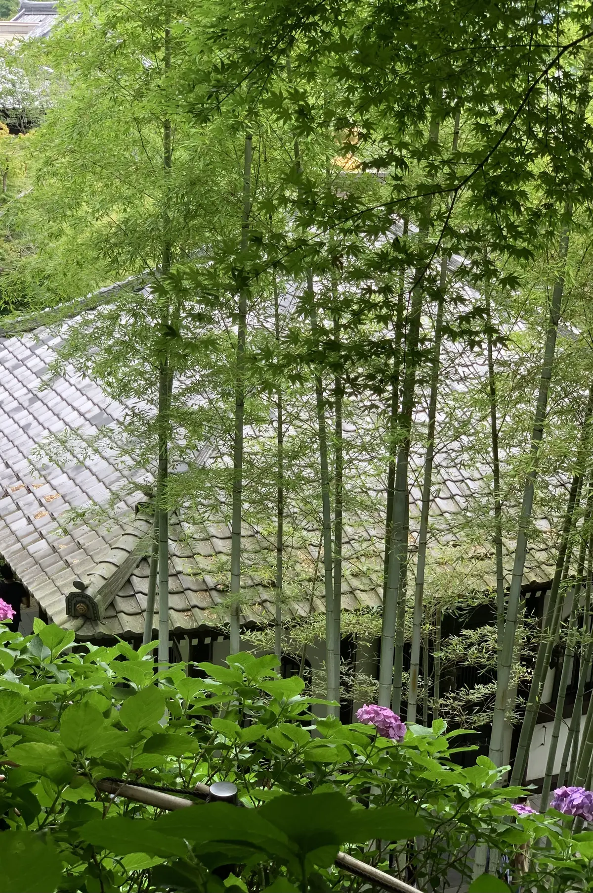 経蔵と竹林とあじさい　アジサイ　長谷寺