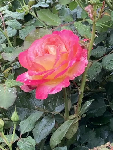 春バラの二番花が見頃の旧古河庭園の画像_5