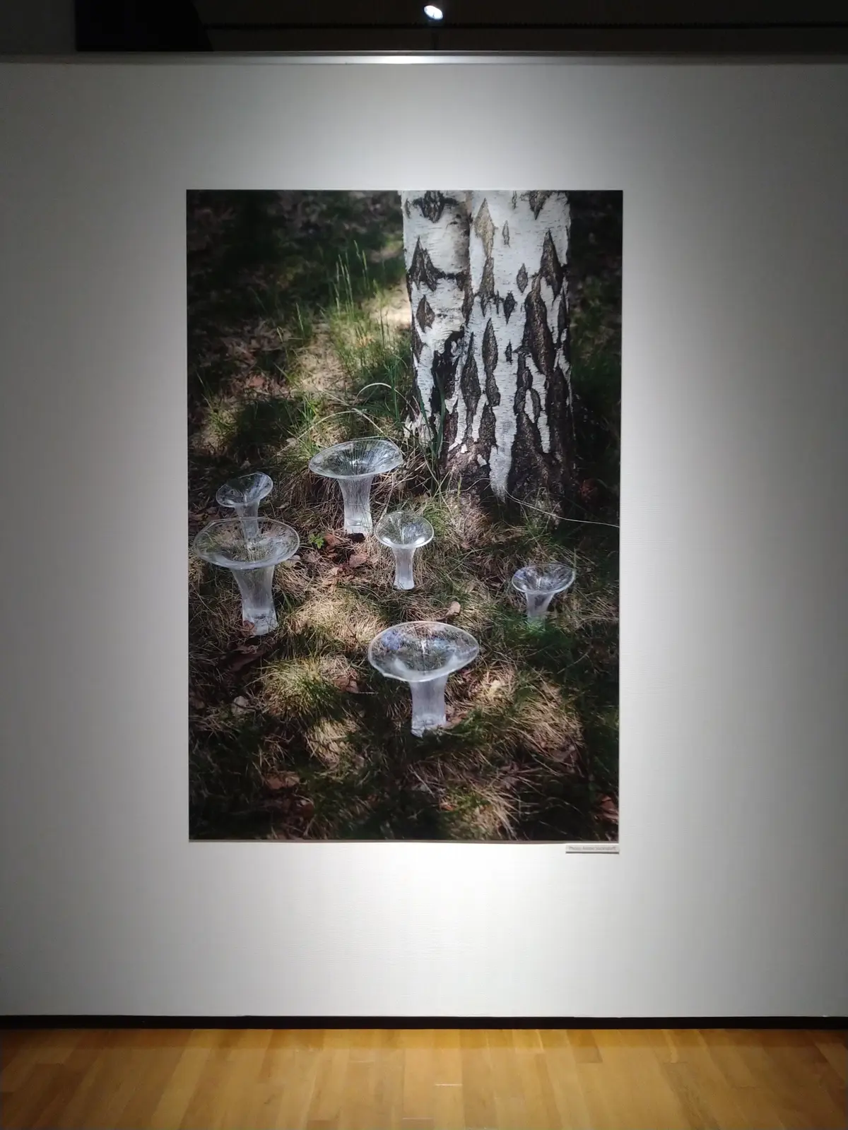 『イッタラ展』フィンランドガラスのきらめの画像_6