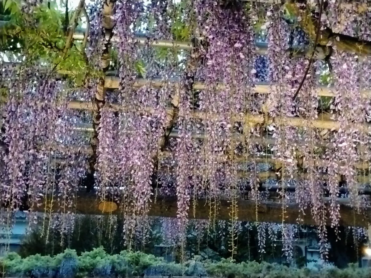 亀戸天神社　藤まつり
