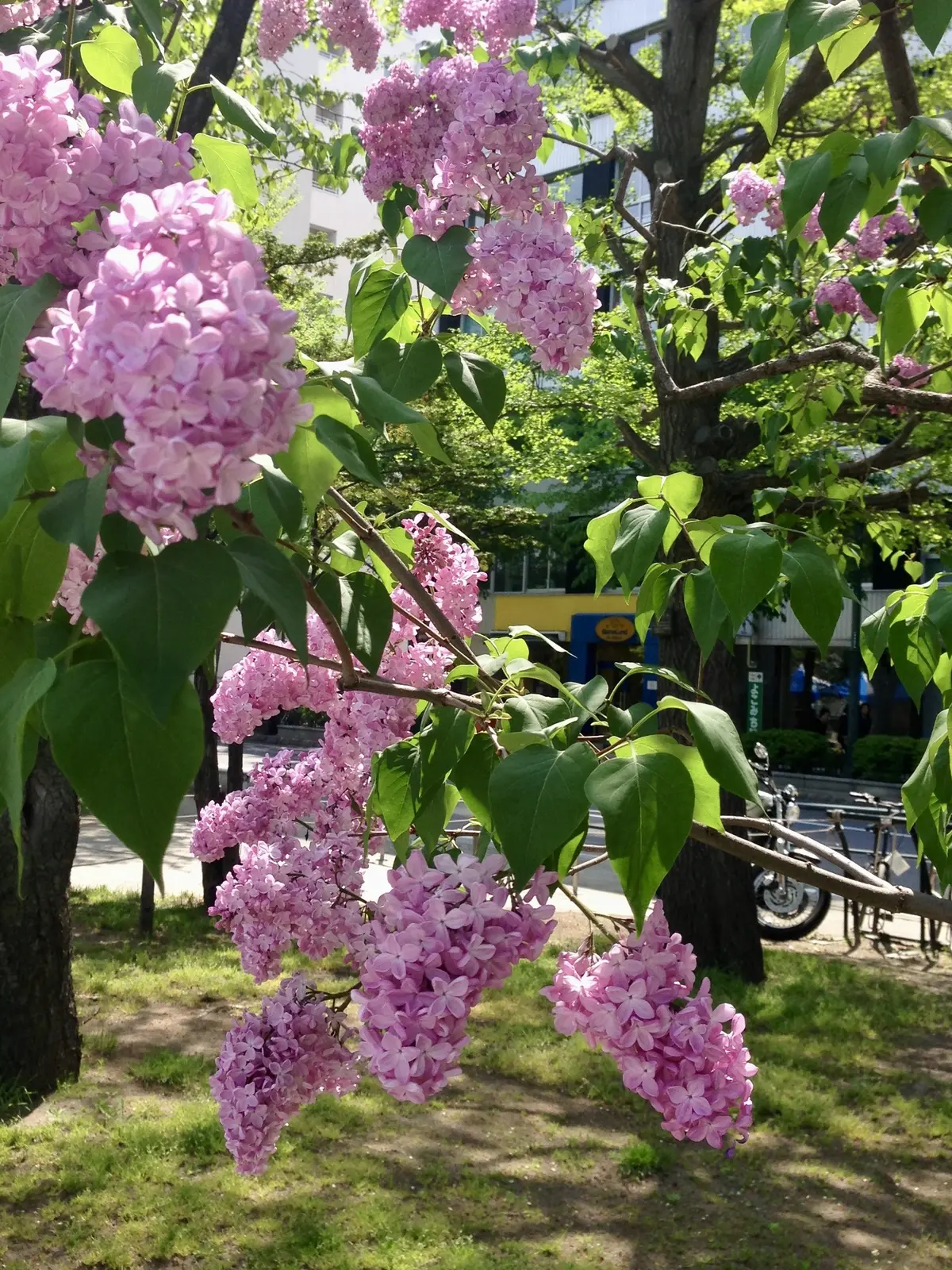 【北海道】雄大な自然、食べ物、温泉と魅力の画像_26