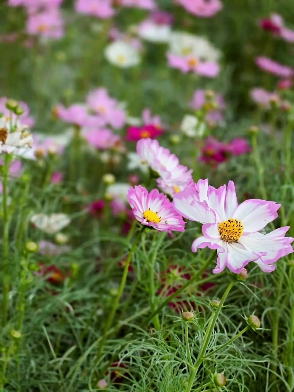 里山ガーデンフェスタ