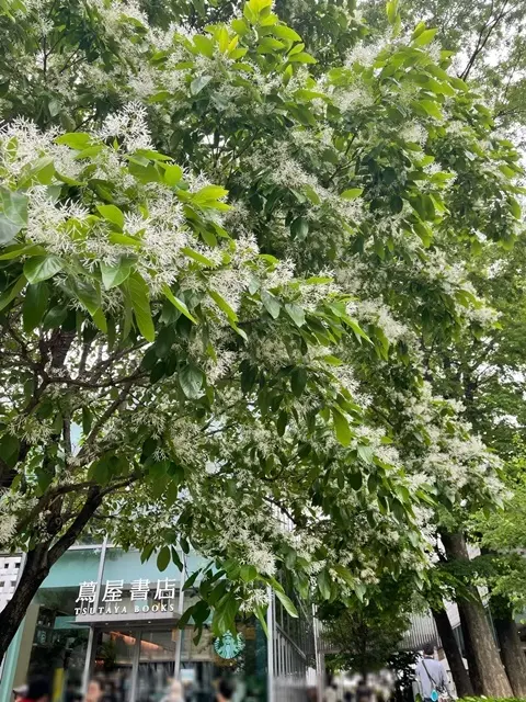 代官山 T-SITEの蔦屋書店前