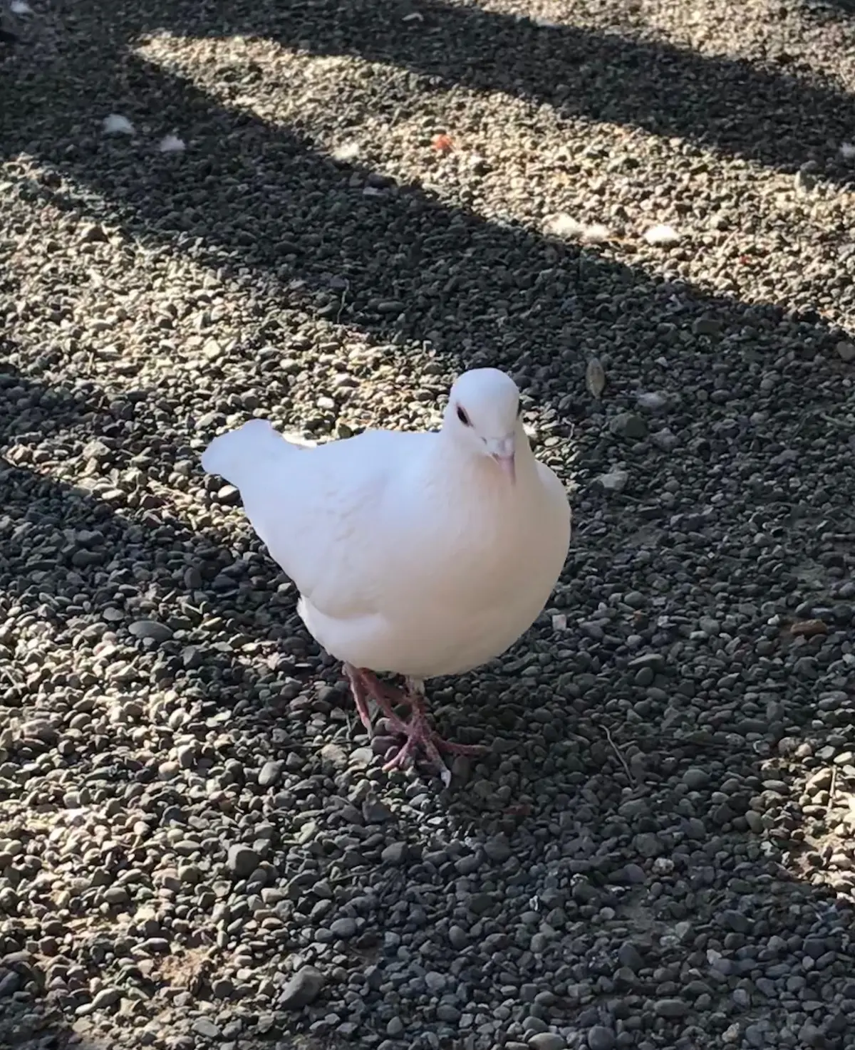純白の鳩