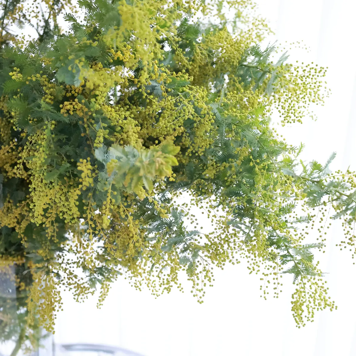 ミモザ　ミモザのブーケ　ミモザの花束　 Bouquet de Mimosa