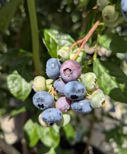 我が家のブルーベリー