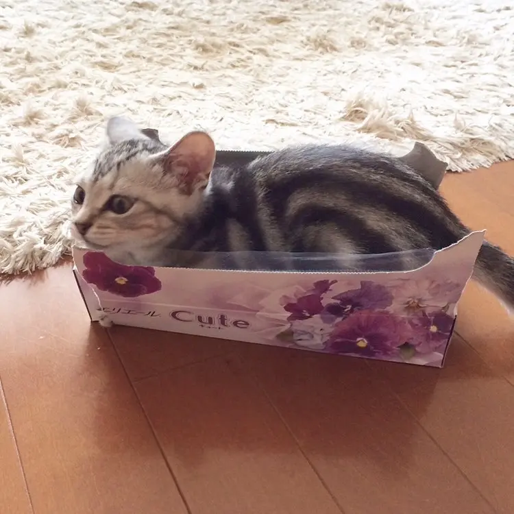 ティッシュの箱に入るベビーアラン