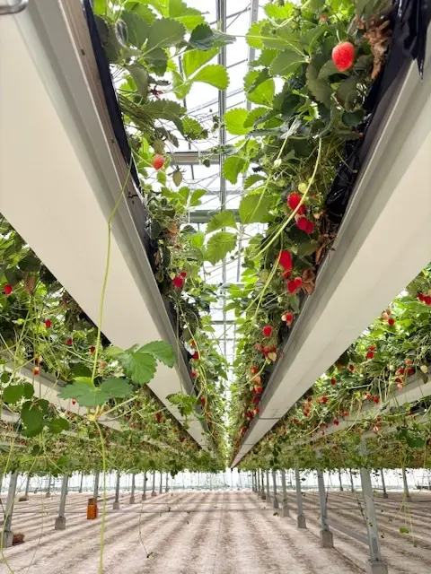 雨でも楽しいおでかけ♪いちご狩り＆道の駅の画像_2