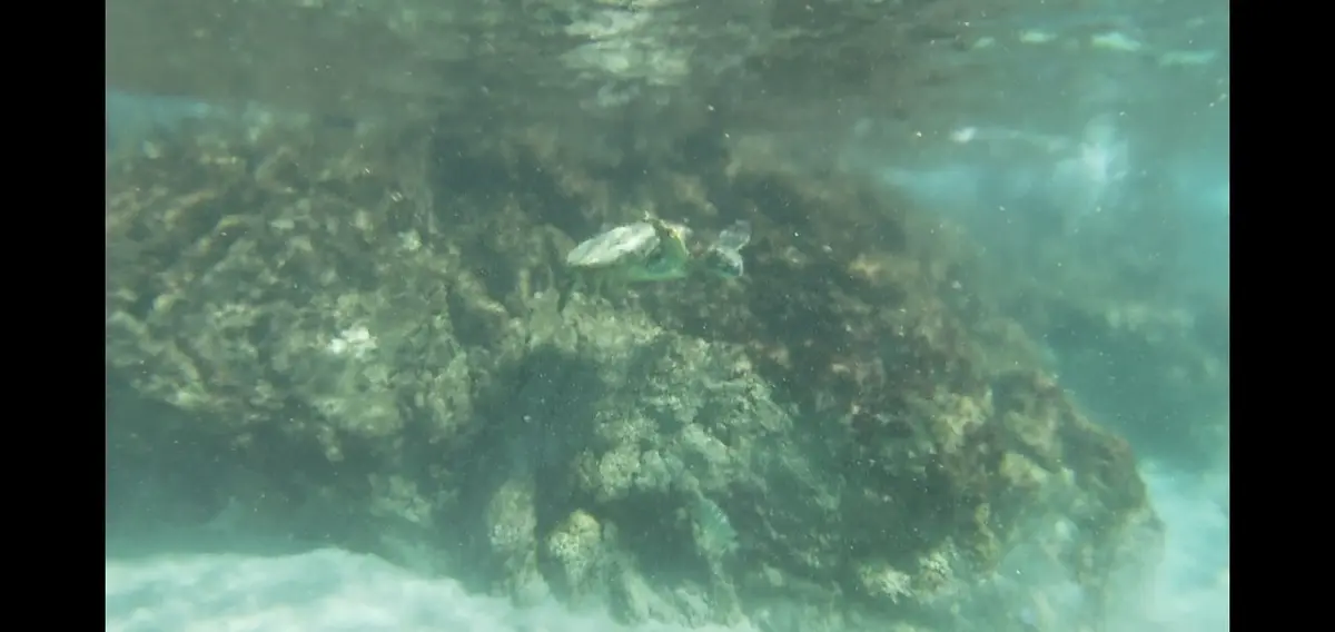 ハワイ島へ♡全米1美しいビーチのあるウェの画像_12