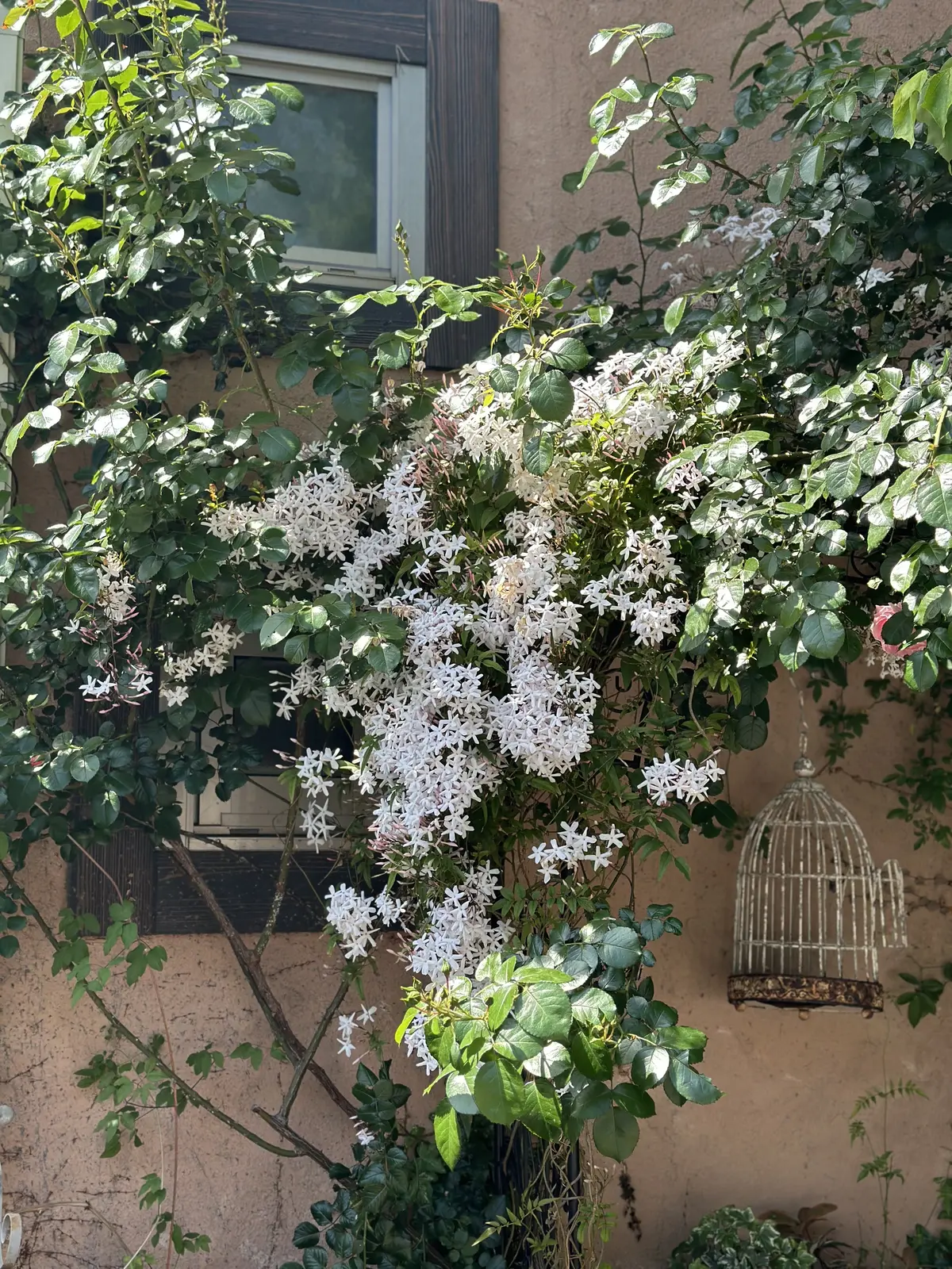 春から初夏へ・・・の画像_2