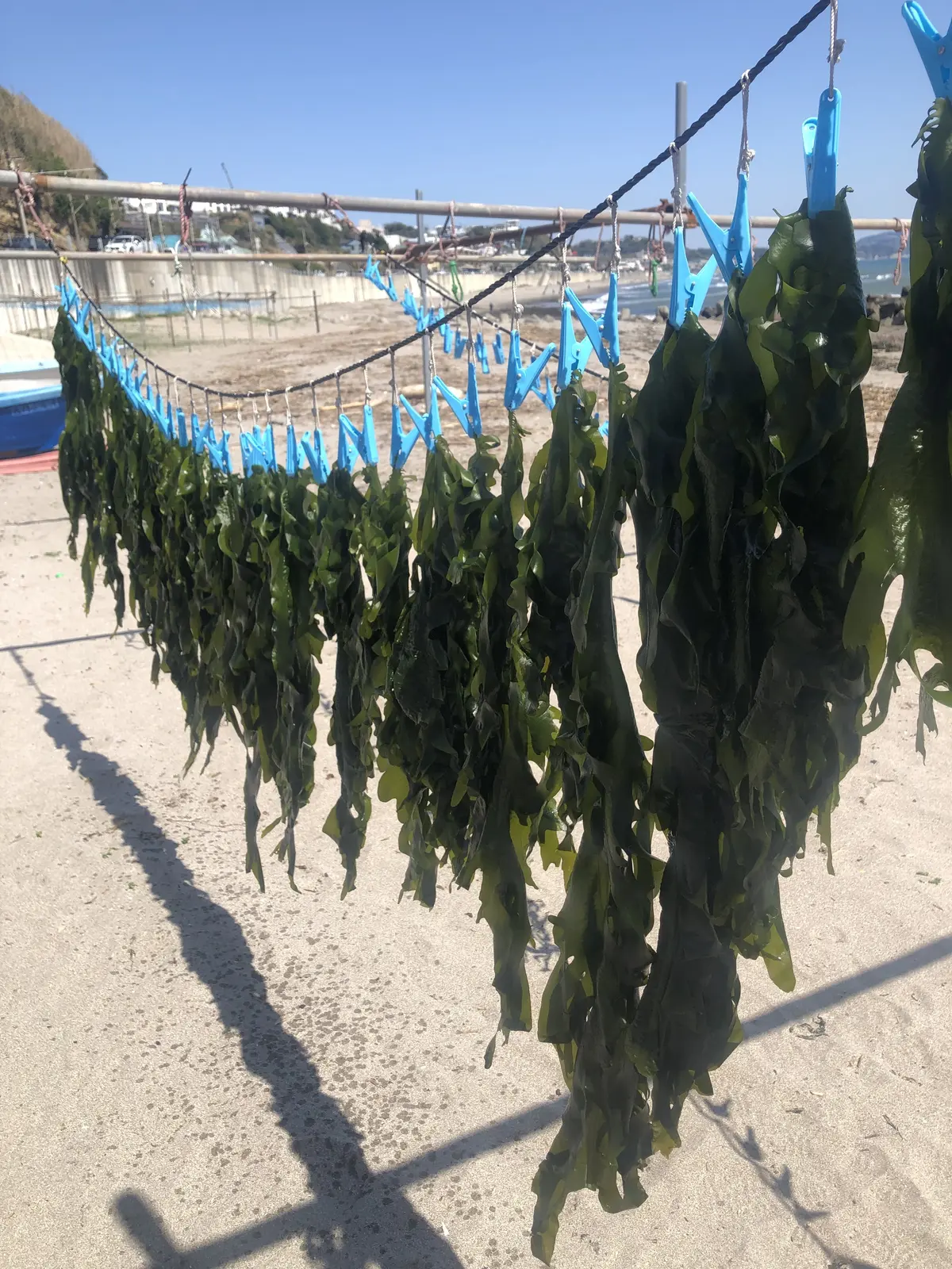 鎌倉、海の近く。桜と浜辺とパン屋さんへ朝の画像_10