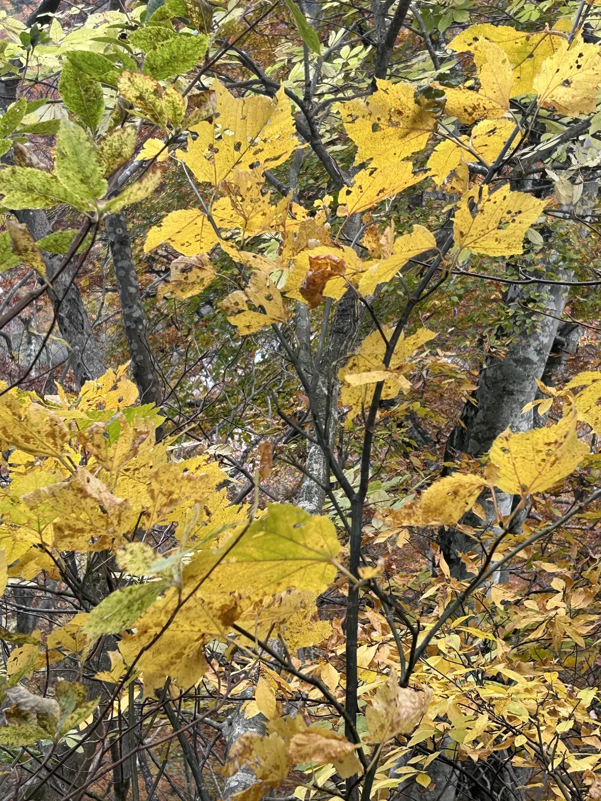 開運コーデ　運を呼び込む私のファッションの画像_1