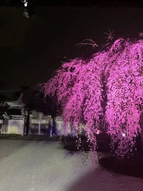 京都高台寺ライトアップとプロジェクションの画像_4