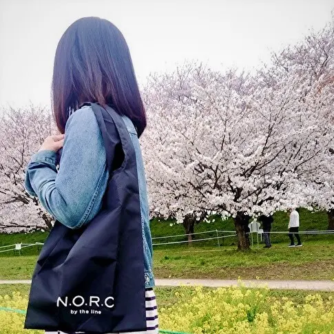 さて、今年のお花見はどちらにの画像_3