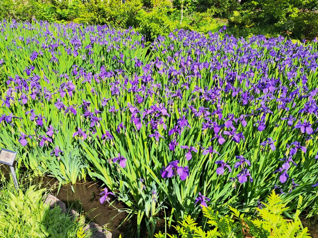パープルのワンピースで根津美術館 燕子花の画像_1
