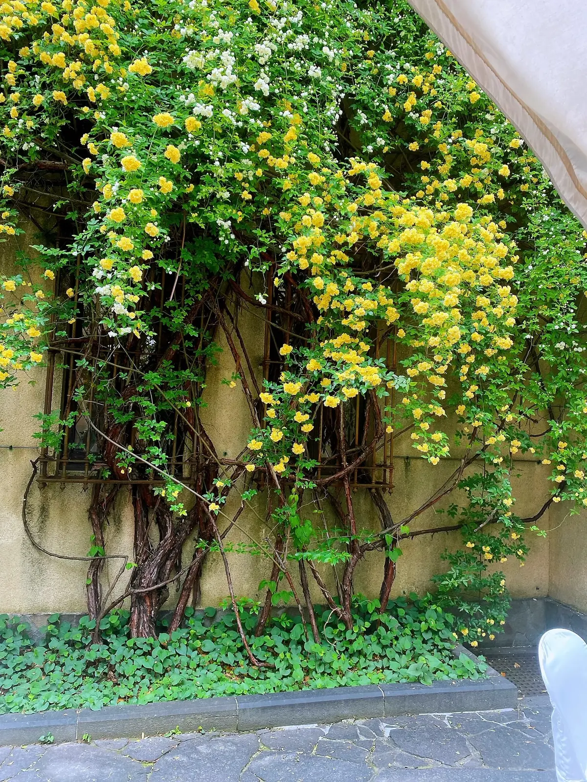 日常を忘れる小笠原伯爵亭でのランチの画像_6