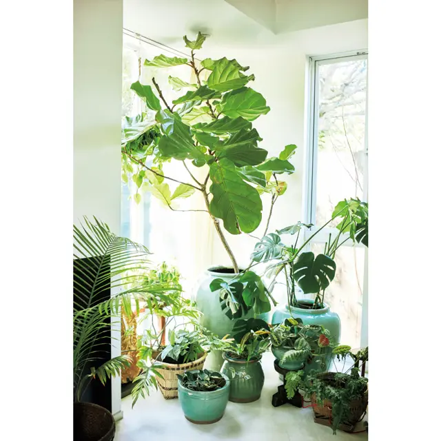 大きな植物の下には中・小の植物を高低差をつけて