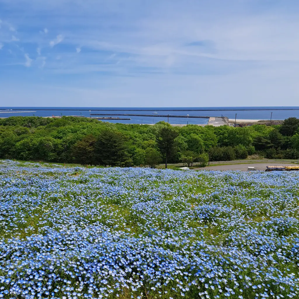 一度は見たい絶景～ひたち海浜公園のネモフの画像_8