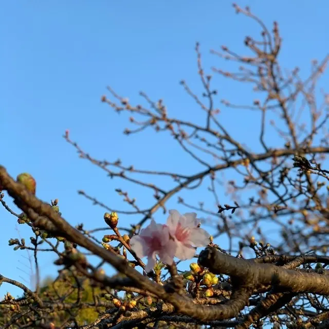 河津桜