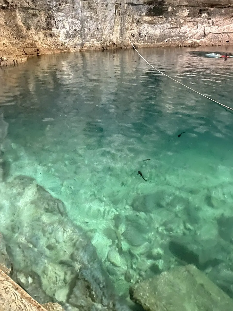 Cenote Samula ドクターフィッシュ