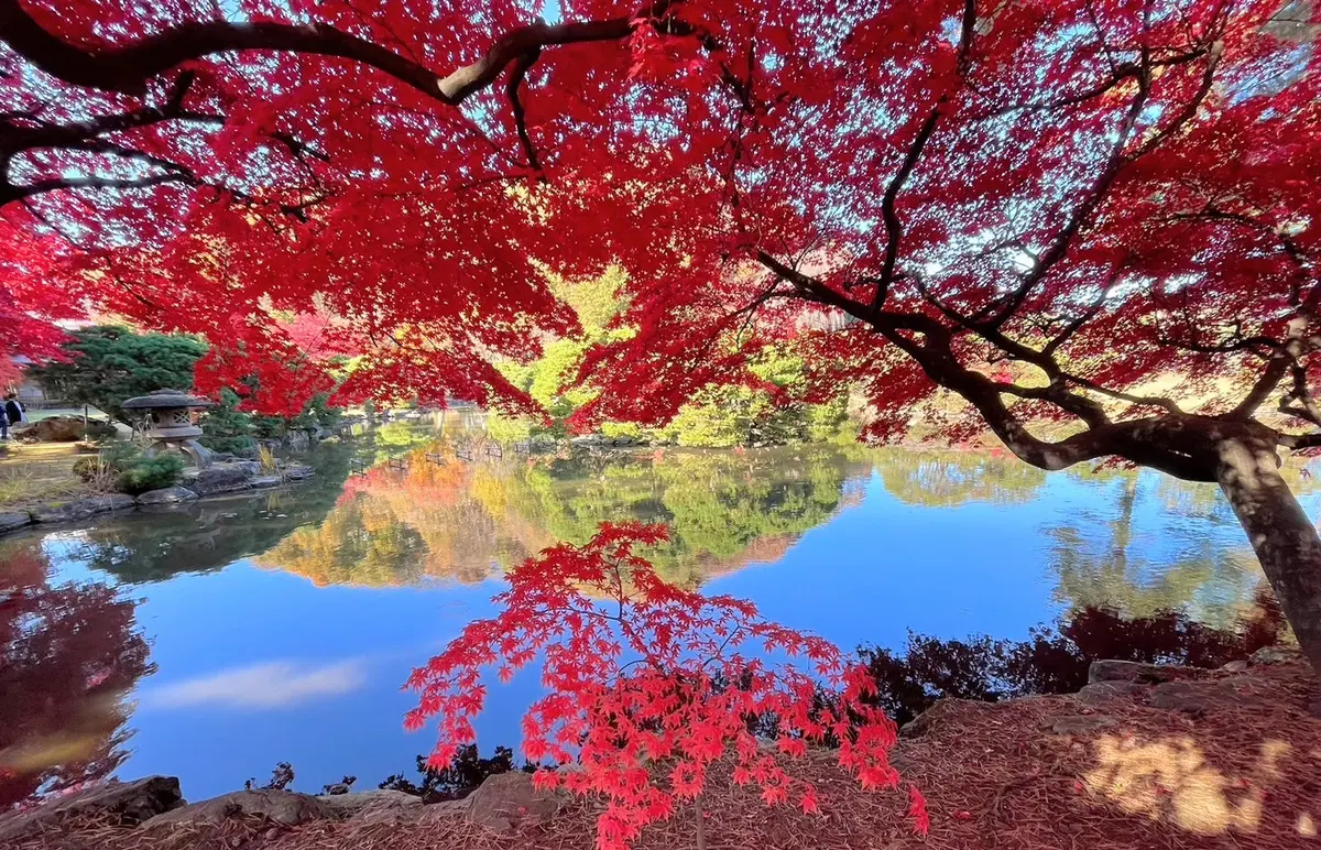 盛岡から、紅葉だよりをお届けします🎵の画像_5