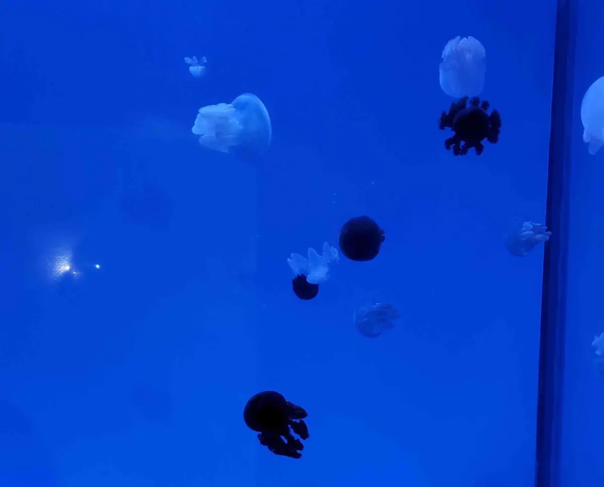 クラゲ