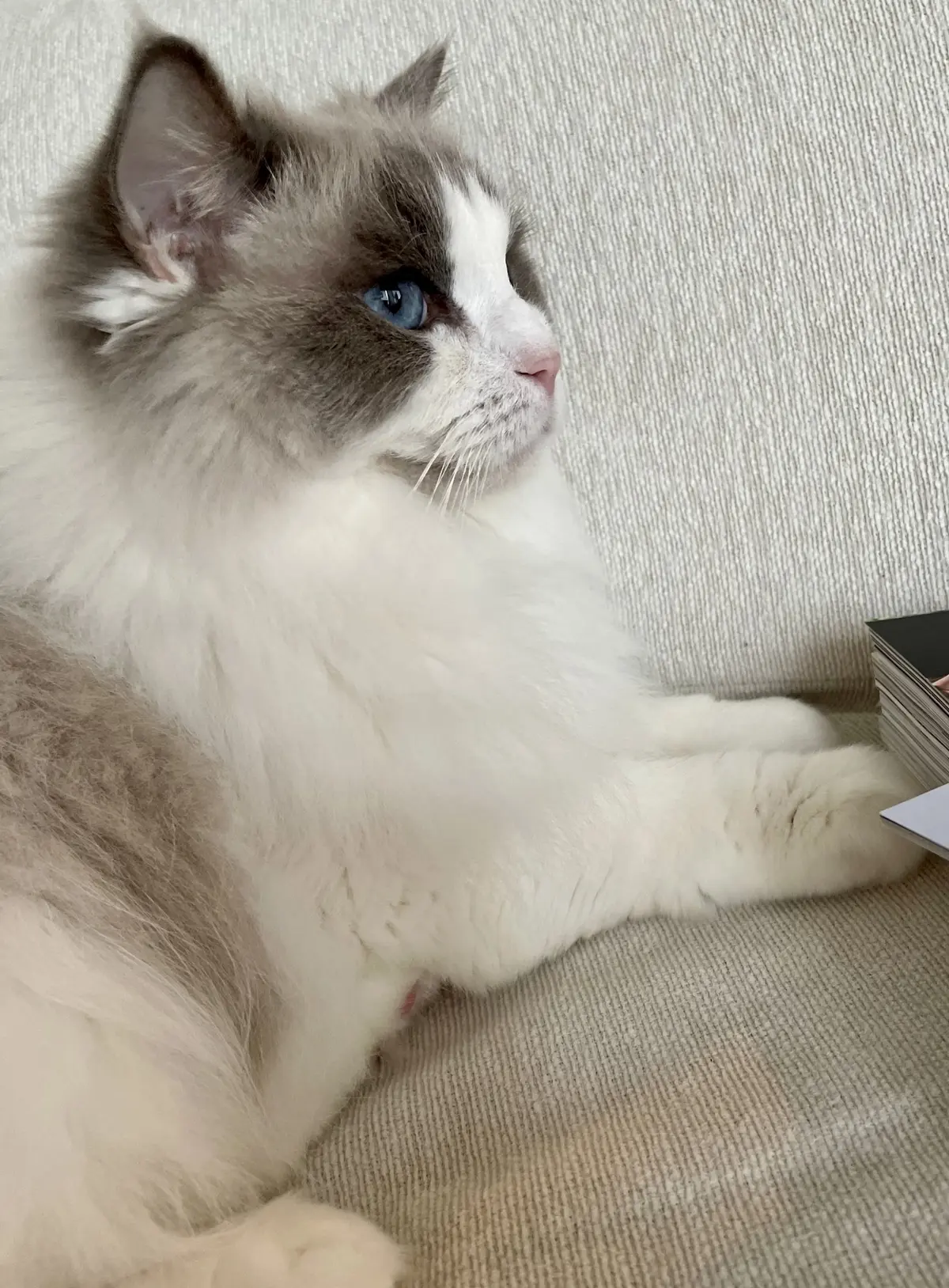 三越のライオンさん風の下の子　その①