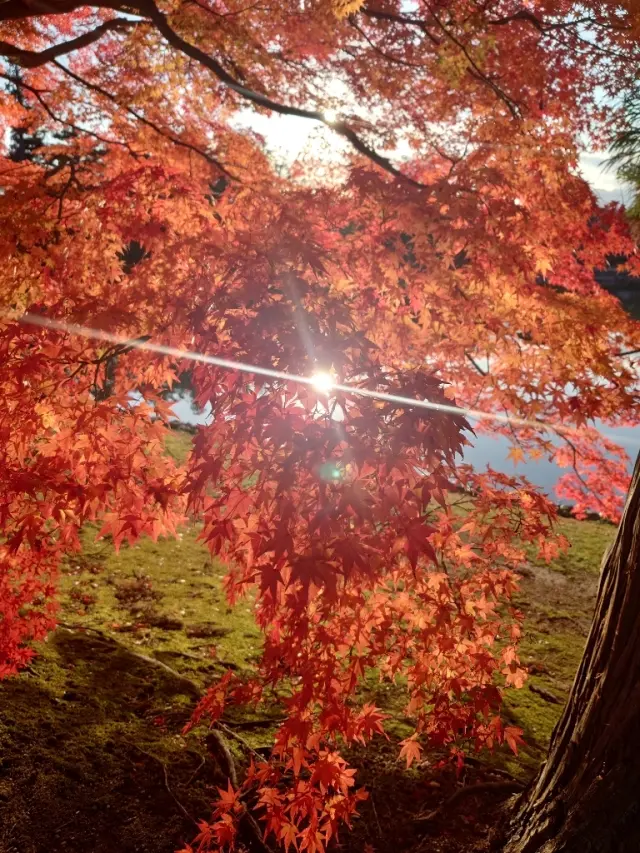 岩手から秋田 ①🍁平泉、紅葉の毛越寺の画像_9