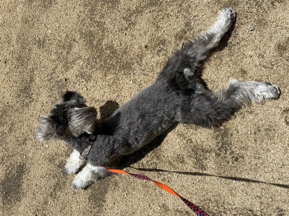 はじめてのトリミング！の画像_4