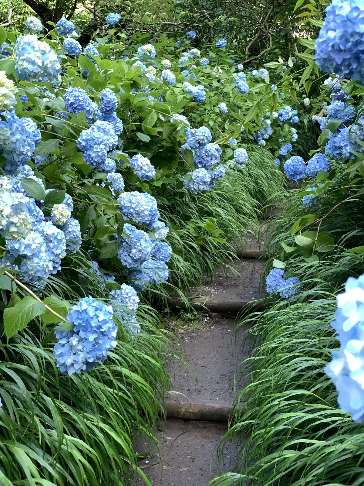 鎌倉　明月院　あじさい寺　入口