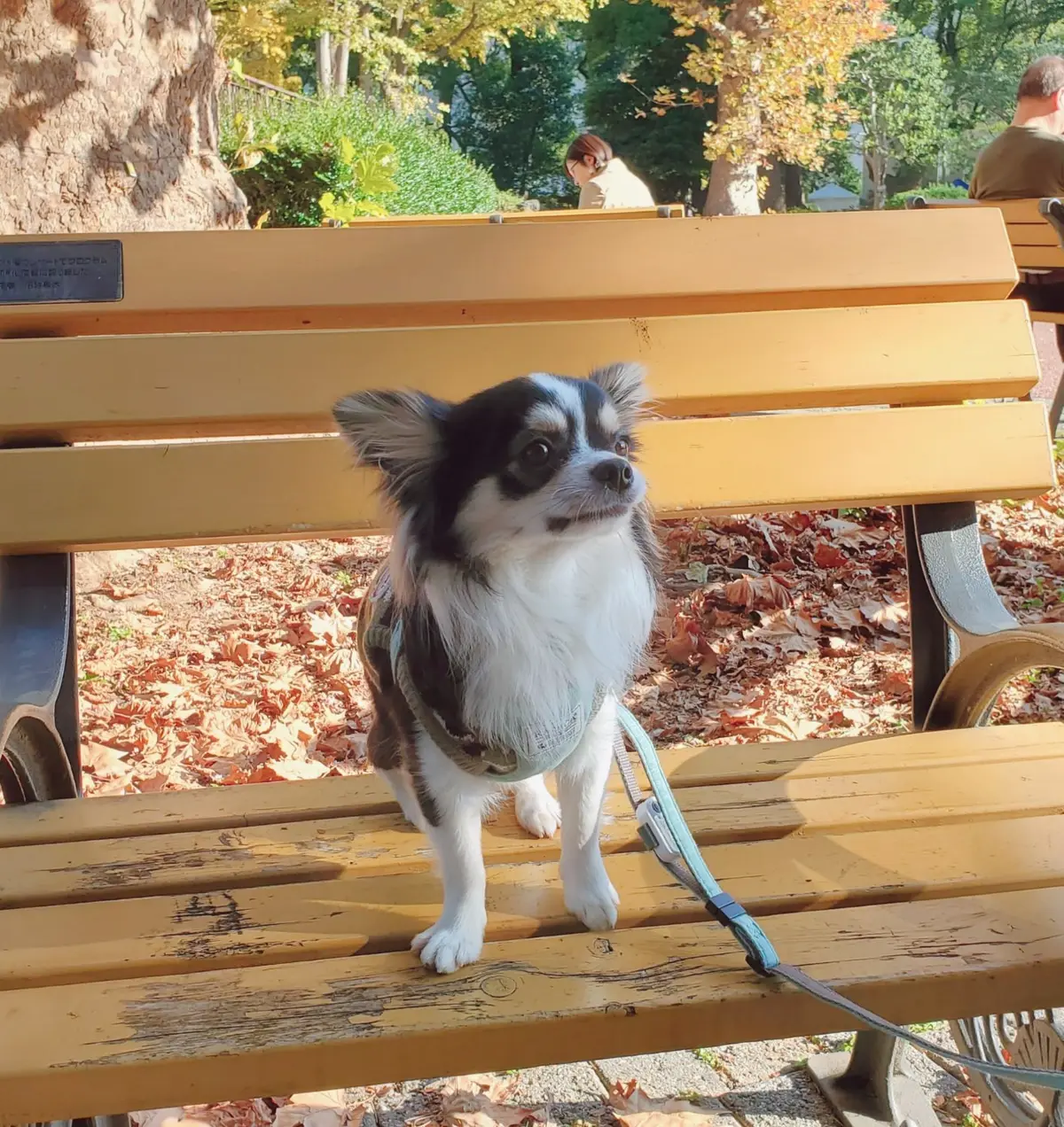 ベンチに座るクゥ