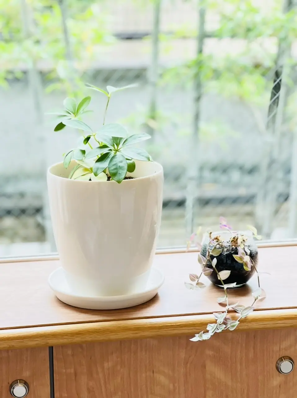 トムとジェリー