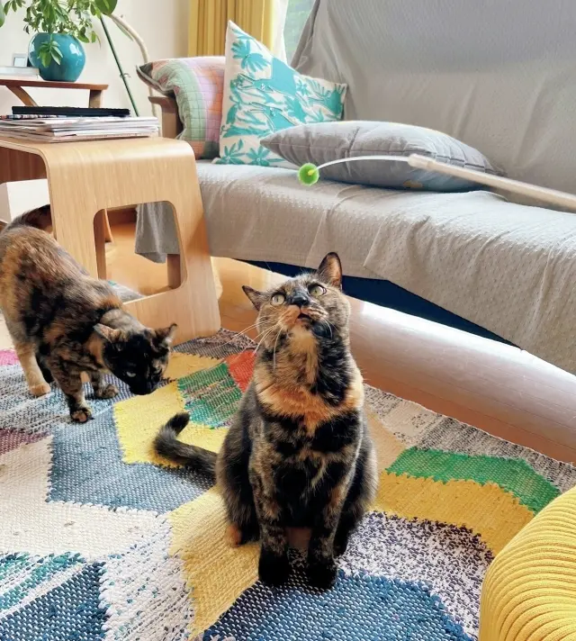 おもちゃ「むいむい®」は大のお気に入り